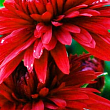 Хризантема "Classic Red" (Нідерланди)