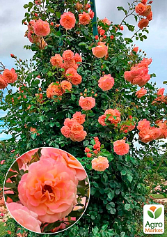 Троянда плетиста "Піч Мельба" (саджанець класу АА+) вищий сорт2