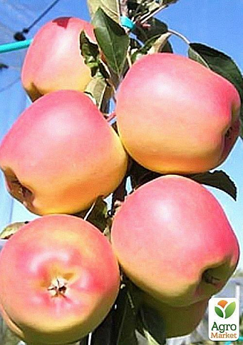 Яблуня "Голдпет" - фото 2
