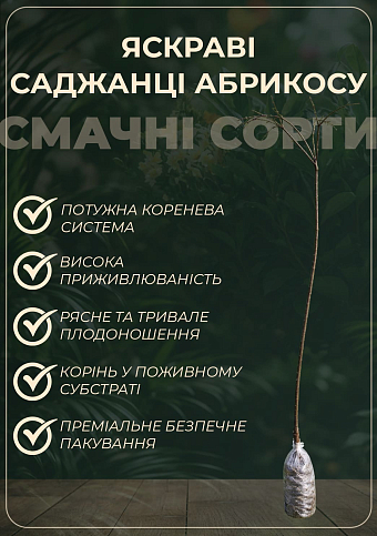 Абрикос "Мелітопольський чорний" (літній сорт, середнього терміну дозрівання) - фото 2