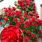Троянда плетиста "Гранд Готель" (саджанець класу АА+) вищий сорт 