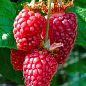 LMTD Ежемалина "Tayberry" (сортовая, укорененная)
