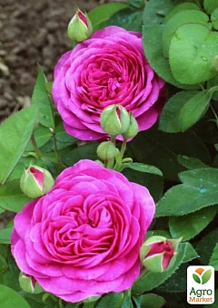 Троянда флорибунда "Heidi Klum Rose" (саджанець класу АА+) вищий сорт2