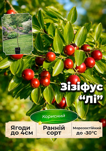 Ексклюзив! Зізіфус "Li (Лі)" (ранній термін дозрівання, перехресне запилення, садити по 2 саджанці різного сорту)