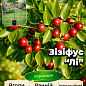 Ексклюзив! Зізіфус "Li (Лі)" (ранній термін дозрівання, перехресне запилення, садити по 2 саджанці різного сорту)