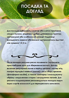 Ексклюзив! Жимолость "Honey Bee (Хані Бі)" (високоурожайний, великоплідний сорт)28