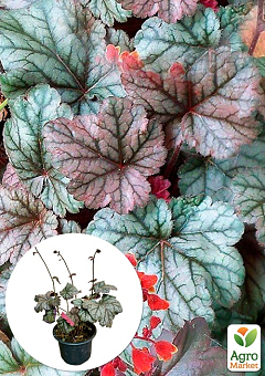 Гейхера (Heuchera) "Cinnabar Silver" С1 (высота 15-30см) 1 саженец в упаковке