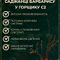 Барбарис Тунберга 2-х летний "Orange Dream" С2 купить