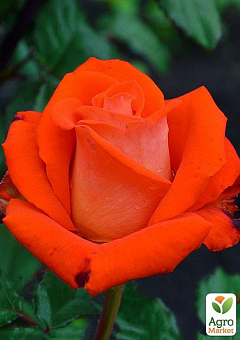 Ексклюзив! Троянда чайно-гібридна помаранчево-червона "Любочка" (Lyubochka) (саджанець класу АА +, преміальний крупноцветковий сорт)1