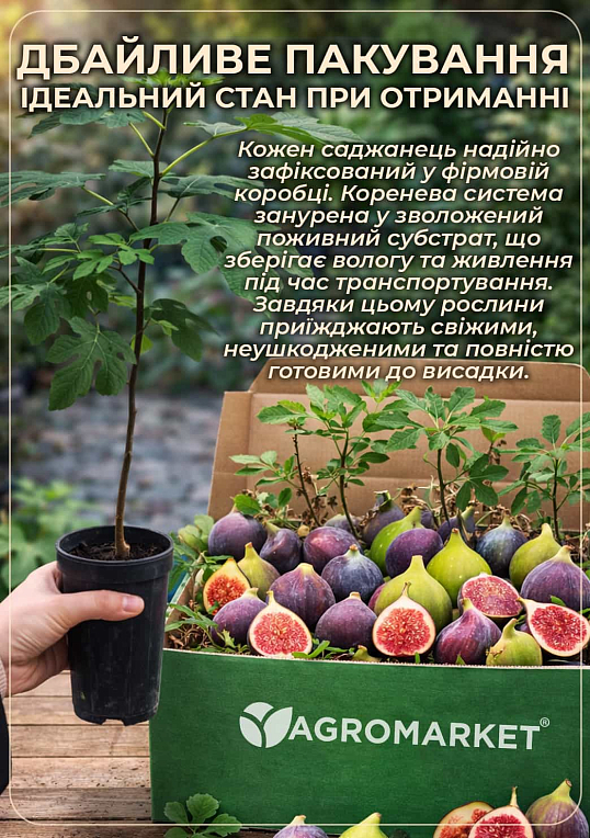 Инжир саженец 3х-летний "Брунсвик" (высота 70-90см)  - фото 3