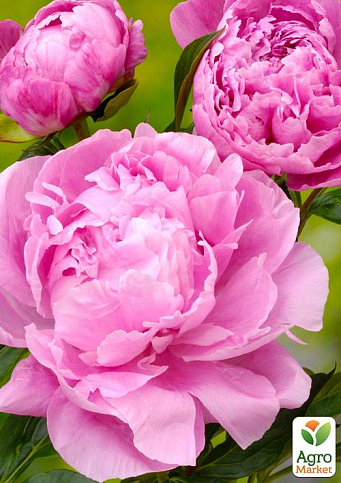 Пион травянистый "Alexander Fleming" NEW