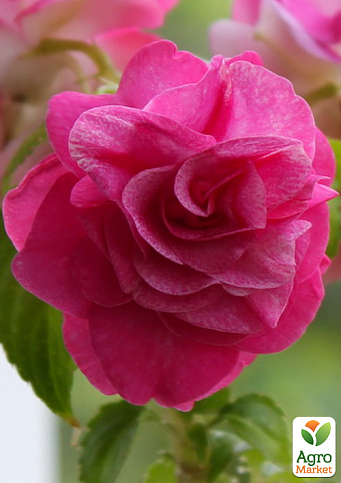 Бальзамін махровий «Rose»