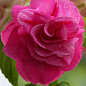 Бальзамин махровый "Rose"