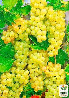 Виноград "Шардоне" (винний сорт, ранній термін дозрівання)1