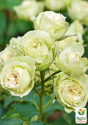 Троянда в контейнері дрібноквіткова "Лавлі Грін" (саджанець класу АА+) - фото 4