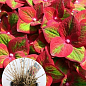 LMTD Гортензія macrophylla "Magical Greenfire" 5-річна (висота 45-75см)