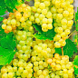 Виноград "Шардоне" (винний сорт, ранній термін дозрівання)