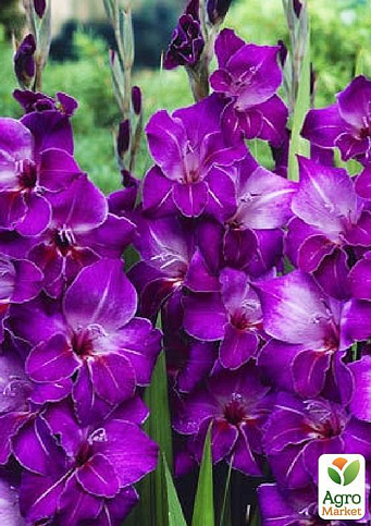 Гладиолус "Violetta" 3шт - фото 4