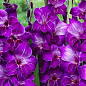 Гладиолус "Violetta" 3шт