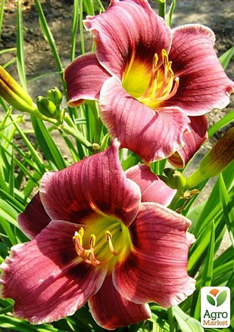 Лілійник "Little Missy" 1шт в упаковці