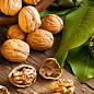 Грецкий орех "Буковинский 1" (среднеспелый срок созревания)