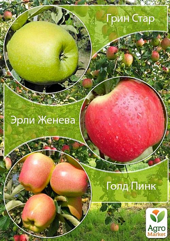 Дерево-сад Яблоня "Грин Стар+Эрли Женева+Голд Пинк" 