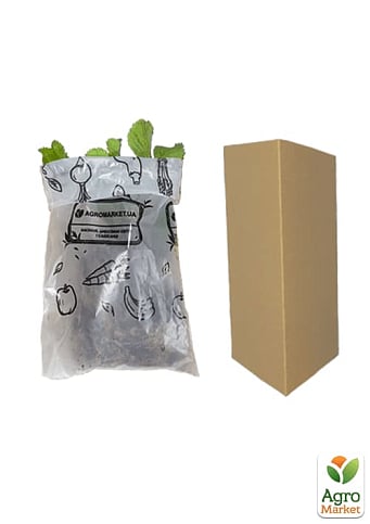 Клубника "Зенга Зенгана" (Senga Sengana) (среднепоздний срок созревания) - фото 6