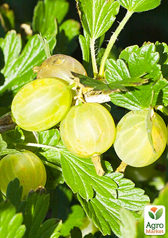 Крыжовник "Василько" (средне-ранний срок созревания) - фото 6