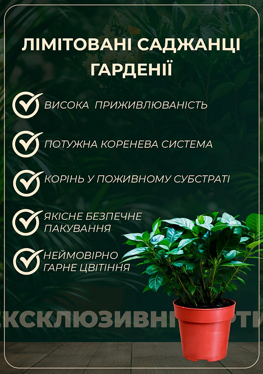 Гардения жасминовидная "Fortune" (Gardenia jasminoides) - фото 2