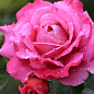 Троянда в контейнері англійська "Agnes Schilliger" (саджанець класу АА+) цена