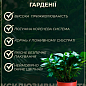 Гардения жасминовидная "Fortune" (Gardenia jasminoides) купить