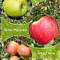 Дерево-сад Яблуня "Грін Стар + Ерлі Женева + Голд Пінк" 1 саджанець в упаковці