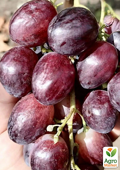 Виноград "Великан" (ранний  крупный виноград с сочной хрустящей мясистой ягодой)2
