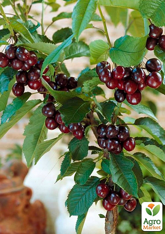 Вишня "Слов'янка" гібрид черешня + вишня (ранній термін дозрівання)