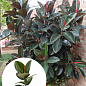 Фікус Робуста "Robusta"