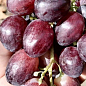 Виноград "Великан" (ранний  крупный виноград с сочной хрустящей мясистой ягодой)