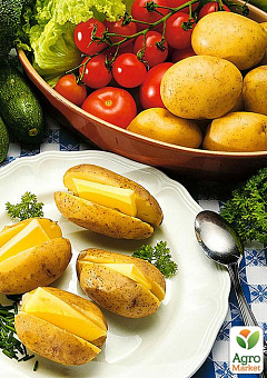 Насіннєвий рання картопля "Таурас" (на варіння, 1 репродукція) 1кг2