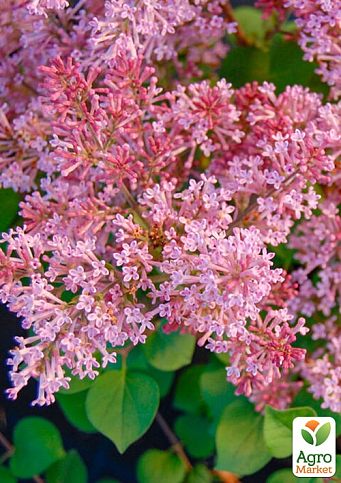 Бузок інвітро "Пінк Парфум" (Pink Parfum) вазон С2 - фото 5