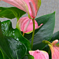 Антуріум (Anthurium) "Joli Pink"