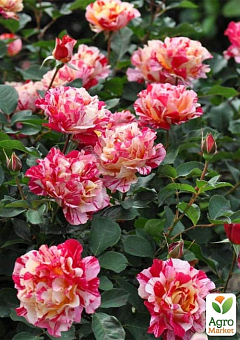Роза плетистая "Vanille Fraise" (саженец класса АА+) высший сорт1