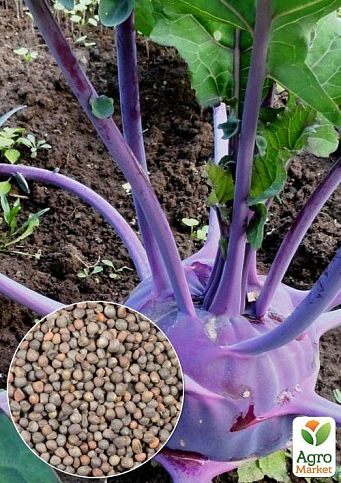 На вагу Капуста кольрабі "Віолетта" ТМ "Весна" ціна за 2г