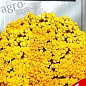 Ахілея багаторічна "Жовта великоквіткова" ТМ "SeedEra" 0.1г