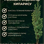 Купрессоципарис Лейланда "Gold Rider" (контейнер Р9) цена