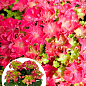 LMTD Гортензия крупнолистная кудрявая цветущая 2-х летняя "Sparkle Pink" (25-35см)