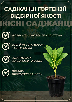 Гортензія крупнолиста рожева "Forever and ever Pink"30
