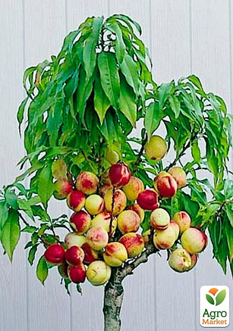 Персик колоновидный "Юбилей Столицы"