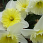 Нарцис "Ice Follie" укорінений