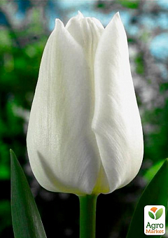 Тюльпан "White Prince" (розмір 11/12, великий) 3шт в упаковці1