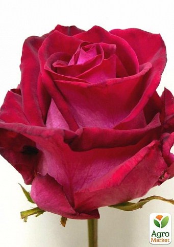 Роза чайно-гибридная "Roulette" (саженец класса АА+) высший сорт