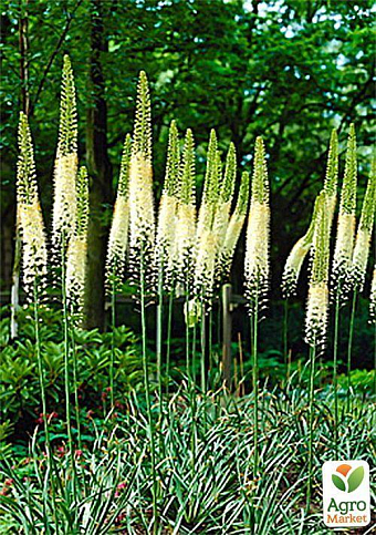 Еремурус "Obelisk" 1шт в упаковці - фото 4